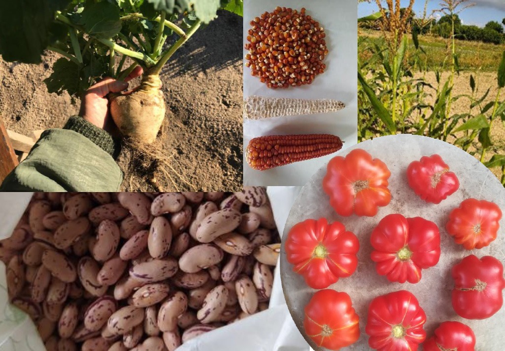 Agrobiodiversità, 2,5 milioni di euro per tutela e recupero di ...